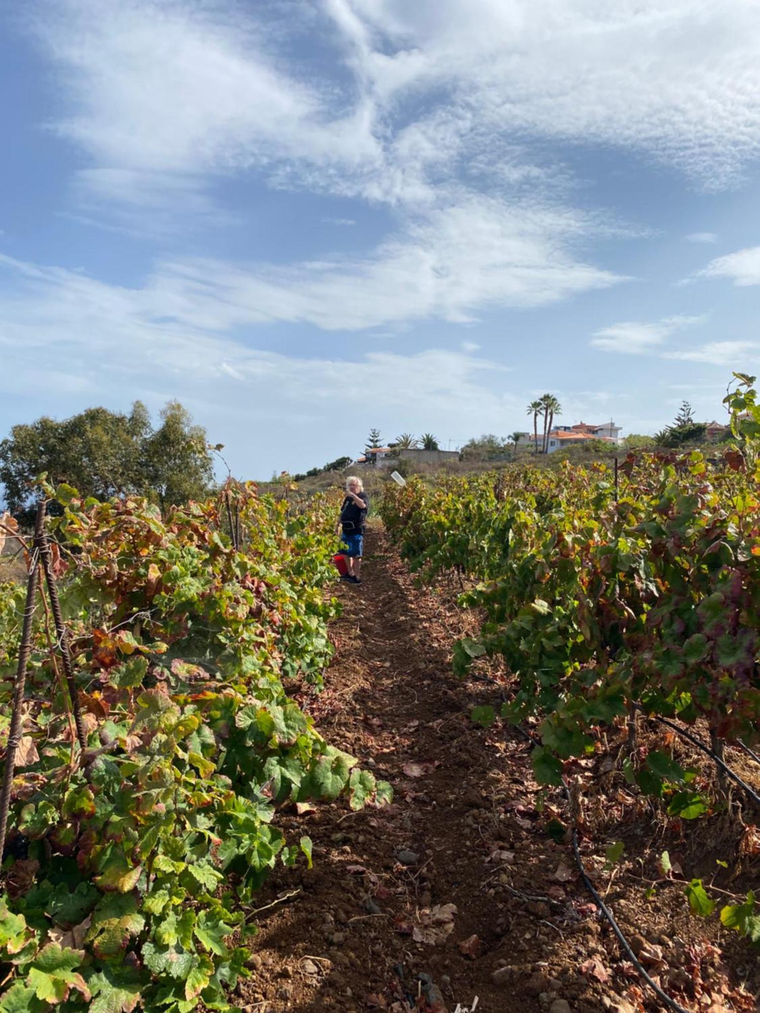Finca Angelus Apartment Syrah with Amazing Views La Matanza De Acentejo Bagian luar foto