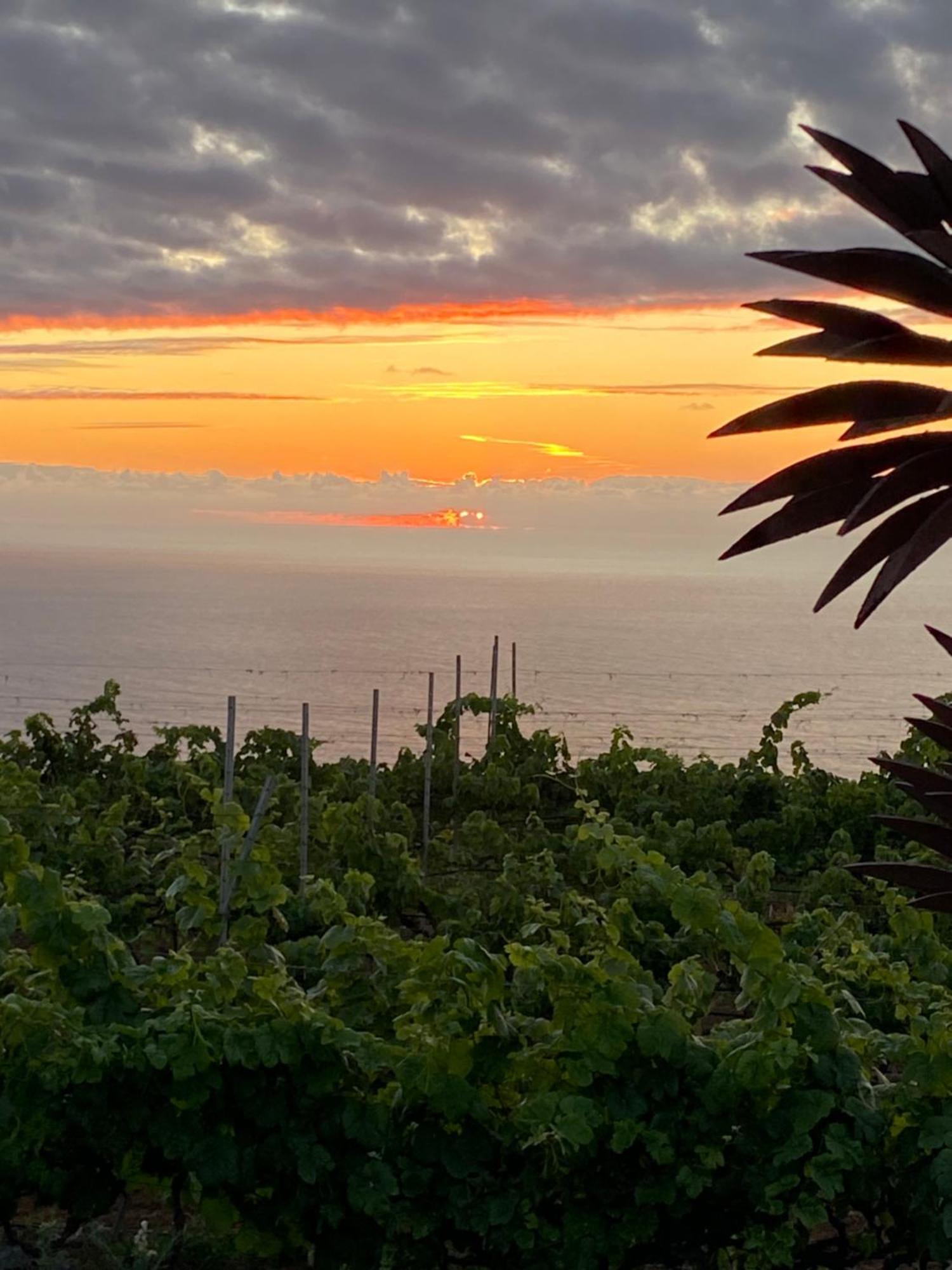 Finca Angelus Apartment Syrah with Amazing Views La Matanza De Acentejo Bagian luar foto